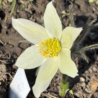 Pulsatilla flavescens