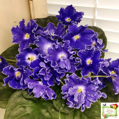 DS-Сияющий Колокольчик (Dimetris) 2014 г. (лист посажен 27.10.25)