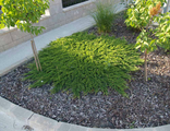Принц Уэльский можжевельник горизонтальный (Juniperus horizontalis Prince of Wales)