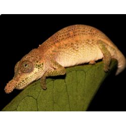 Хамелеон мадагаскарский носатый (Calumma nasutum)