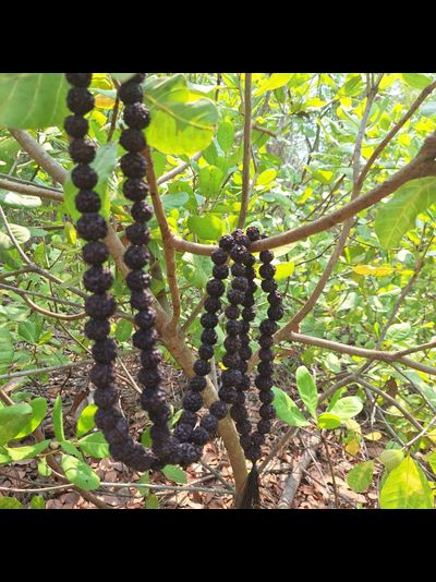 Четки из натуральной крупной Рудракши 108 бусин черные