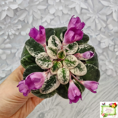 СК-Пангея (А.Кузнецов) 2014 г.