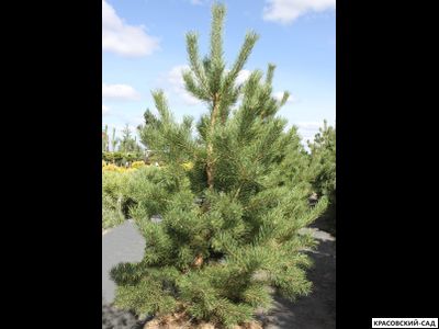 Сосна Якутск - Jakutsk