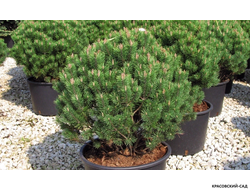 Сосна Мопс - Mops