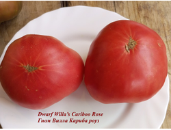 Томат Роза Виллы Карибу (Dwarf Willa’s Cariboo Rose)