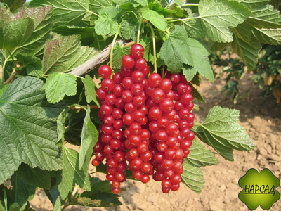 Смородина красная "РОВАДА" (КРУПНАЯ, ЧАСТИЧНО САМОПЛОДНАЯ)