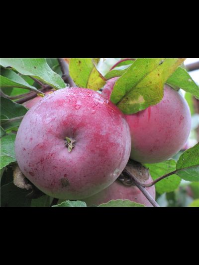 Белорусское малиновое (яблоня)