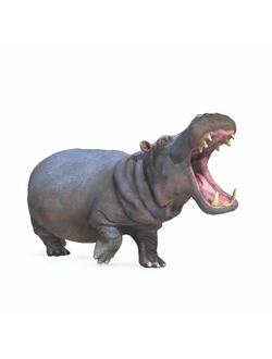 животные Бегемот Hippo