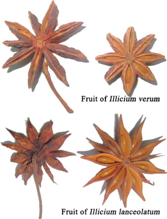 Анис звездчатый, Бадьян (Illicium verum)  - 100% натуральное эфирное масло