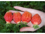 Клубника "Юния Смайдс"