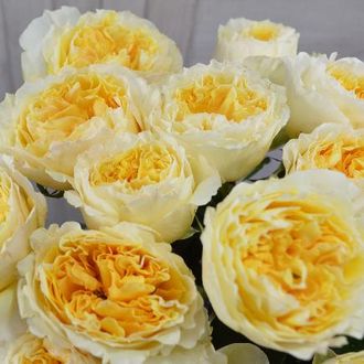 Беатрис (Beatrice )