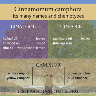 Равинтсара, Коричник камфорный (Cinnamomum Camphora CT cineol) 30 мл - 100% натуральное эфирное масло