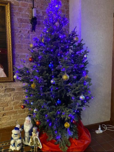 Пихта Сибирская 1,5 м  - 1,75 м