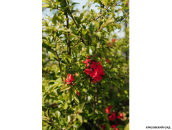 Айва японская - Chaenomeles japonica