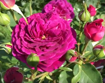 Роза Сент оф Вумен (Scent of Woman) ОКС, Россия