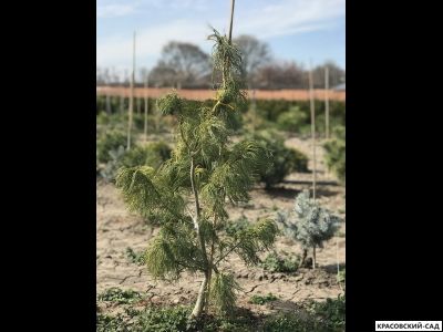 Сосна Тортуоза - Tortuosa