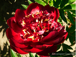 Пион Buckeye Belle (Бакай Белл)