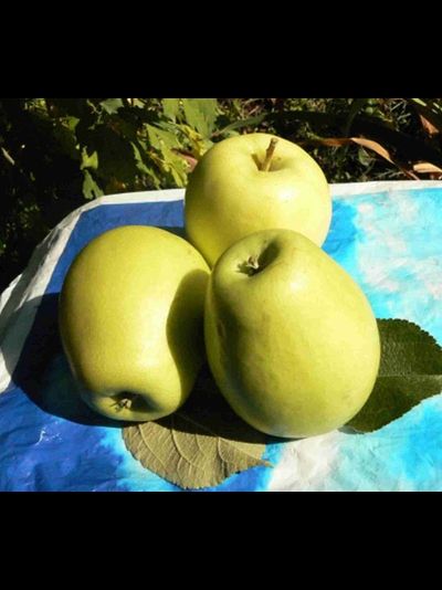 Восход (яблоня)