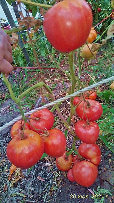 Томат Коловый