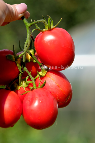 Томат Kecskemét 549 (Кечкемети-549), 10 шт