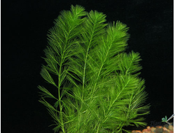 Перистолистник скабратум (горшок)