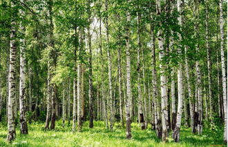 Гидролат Березы (Betula pubescens) 100 мл