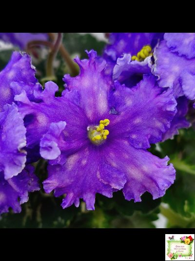 Nik-Звезды над Фиджи (Н. Булко) 2024 г.