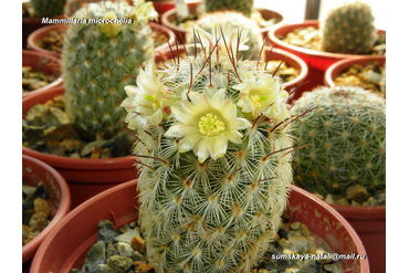 Mammillaria microchelia