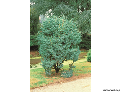 Можжевельник чешуйчатый Мейери