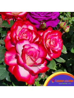 Юбилей принца Монако (Jubile Du Prince De Monaco)