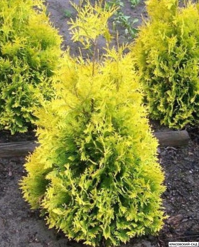 Туя Санкист - Sunkist