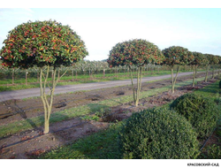 Ниваки - Бонсай садовый Боярышник сливолистный