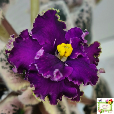 РМ-Глаз Дракона (Н. Скорнякова) 2021 г.