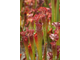 Sarracenia Velvet