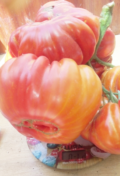 Томат Гигант Фарина (Gigante Farina, Италия)