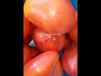 Томат Подсинское чудо