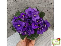 ЛЕ-Константин (Е. Лебецкая) 2019 г.