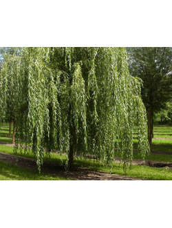 Ива Плакучая