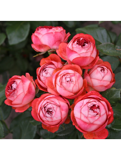 Помпеи (Pompeji)