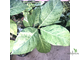 Ficus septica "gold splash" / фикус септика голд сплеш