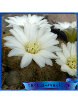 Aylostera azurduyensis LK 04/09