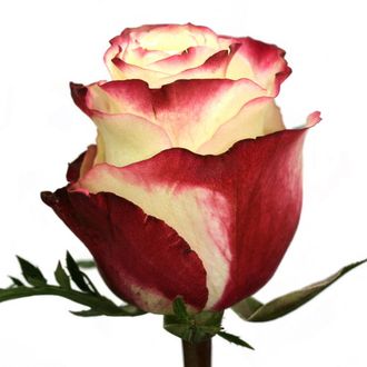 Розы Свитнес Нежно-розовые (до 50 см) Эквадор
