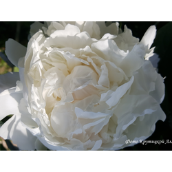 Пион Лыбедь ( Лебедь)