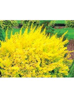 Барбарис Тунберга Aurea