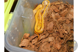 Лучистый полоз, Coelognathus radiata, Elaphe radiata, лучик