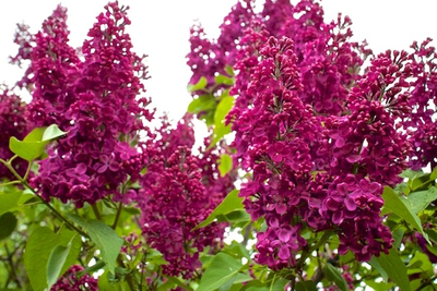 Сирень обыкновенная Красная Москва