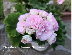 Пеларгония ЮГ-Мимолётное Видение