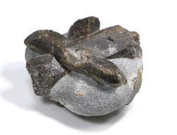 Ставролит, сросток кристаллов на сланце, Россия, Кольский п-ов (63*55*40 мм, 221 г) №23690