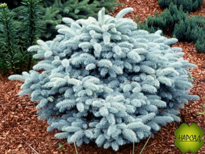 Ель колючая "Глаука Глобоза" (саженец 20х25 см)