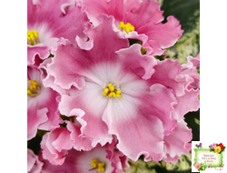 НД-Морковка (Н. Данилова-Суворова) 2021 г.